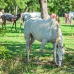 Zadbana i bezpieczna przestrzeń hodowlana – dlaczego higiena jest kluczowa?